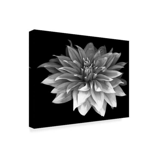 Susan S. Barmon 'Perfect Dahlia 1 Black And White' Canvas Art,14x19